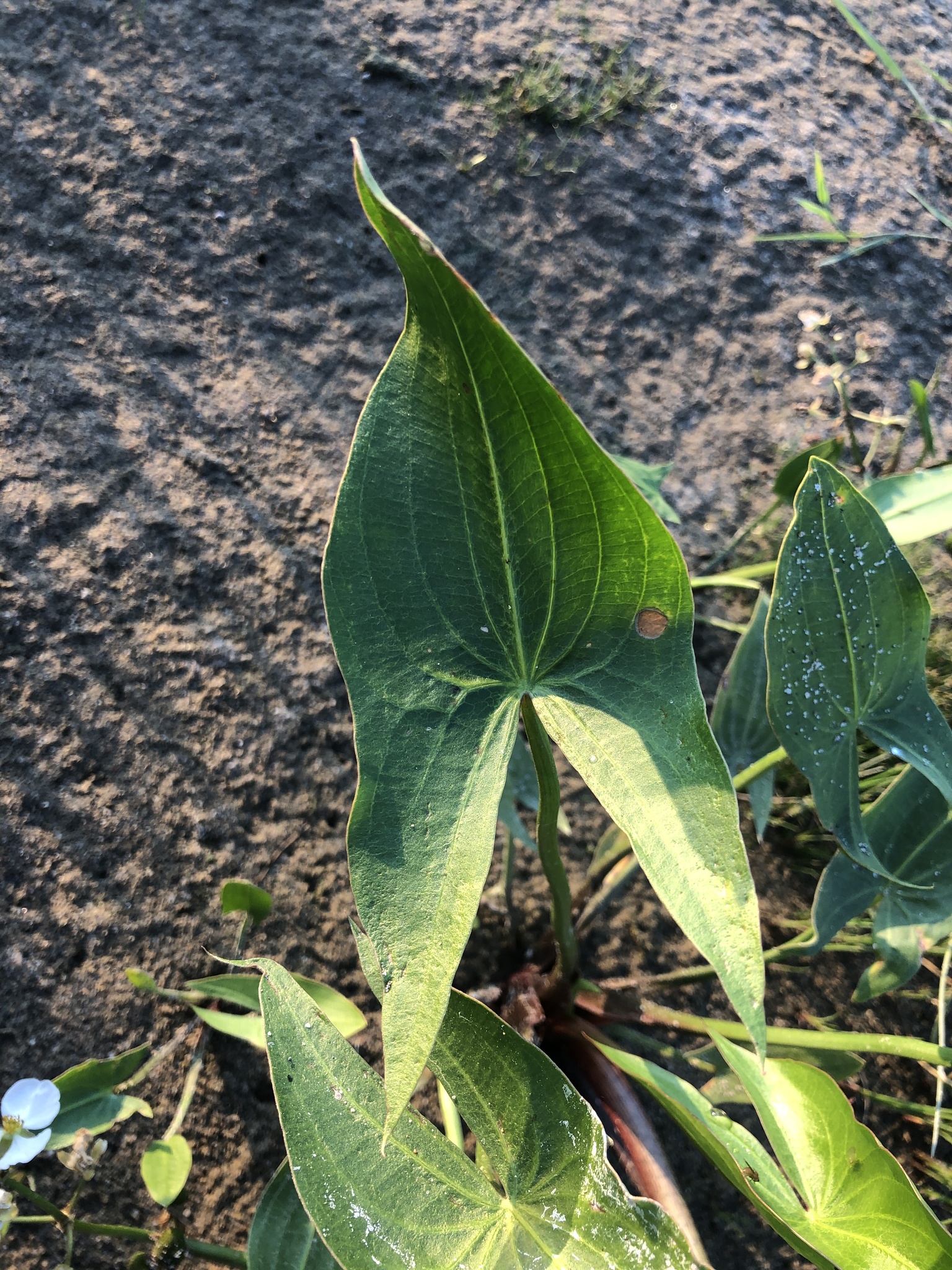 Jen Kendrick (https://www.inaturalist.org/observations/89421010)